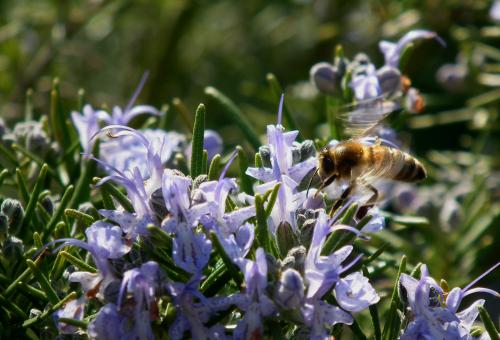 A honey bee sitting on a lavender rosemary flower